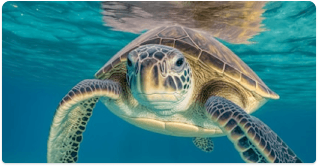 Oldest turtle in the world meetup